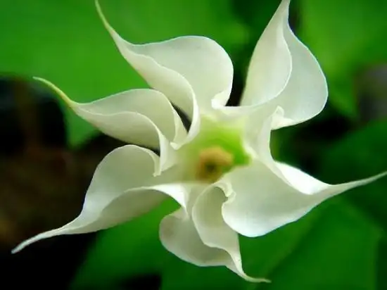 曼陀罗又叫洋金花,大喇叭花,山茄子,夕颜,果实名为:狗核桃,毛苹果原产