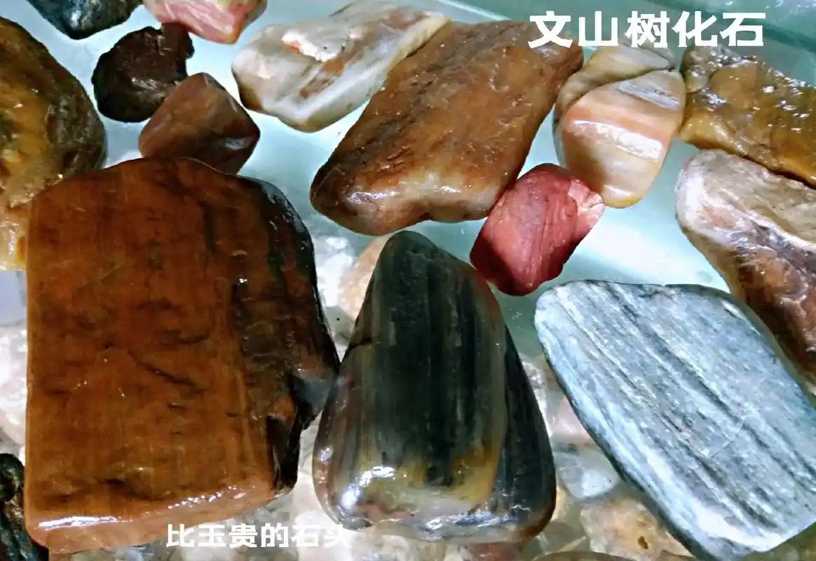 文山树化石比玉贵的石头古河树化石比白银贵的石头东海树化石甲比