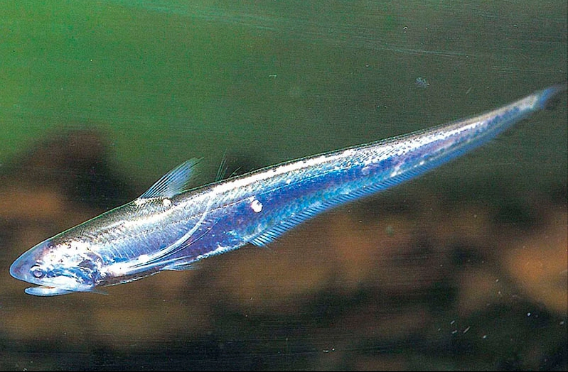 东平湖的"罚单":黄河刀鱼濒危,仅剩最后一个"自留地"?