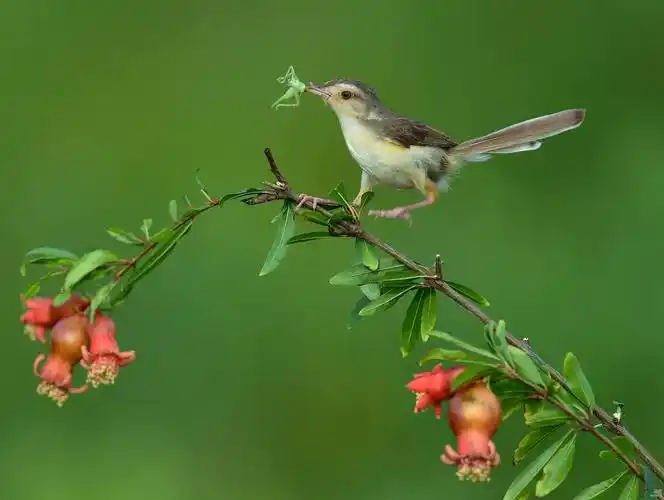 绿水山青石榴花红小鸟萌萌