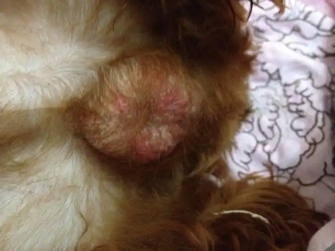 小狗的睾丸变成这样,不知道怎么了,十个月的公狗