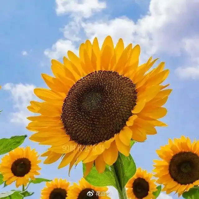 17张适合做头像的向日葵图片