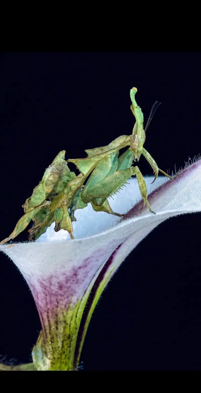 梨花哪有小螳螂香