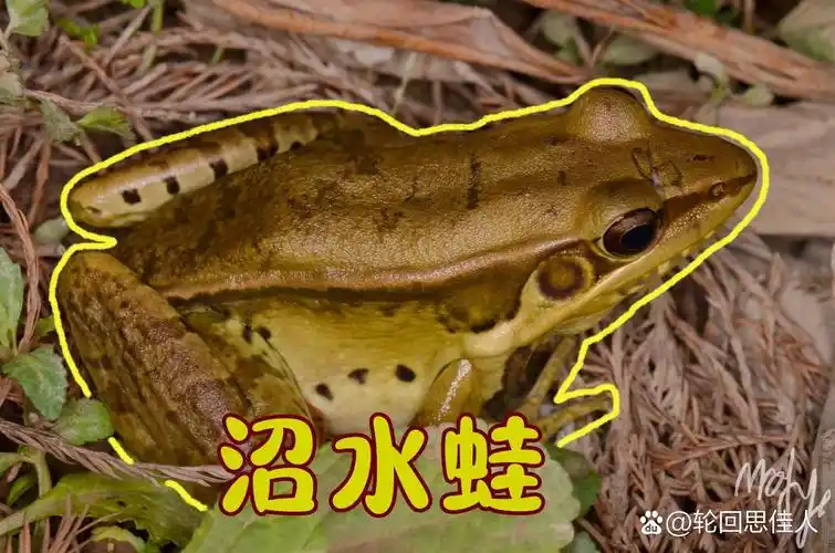 佛山两栖动物 - ep2 沼水蛙