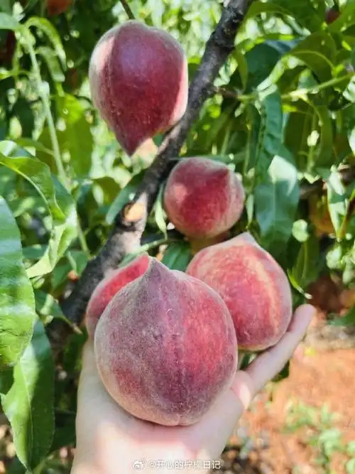 这个好物闭眼入