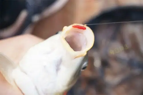 假饵路亚鱼饵冬季淡水库野钓饵白蛆虫红蚯蚓软饵红虫鲫鲤钓鱼饵料