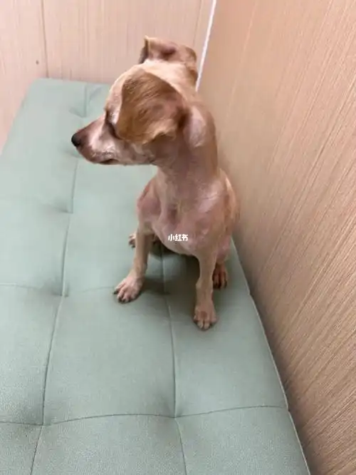 剃胎毛的泰迪丑哭