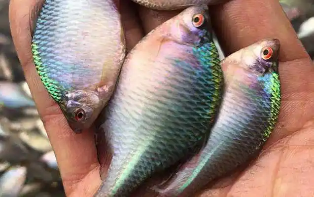 鳑鲏鱼价格多少钱一斤?