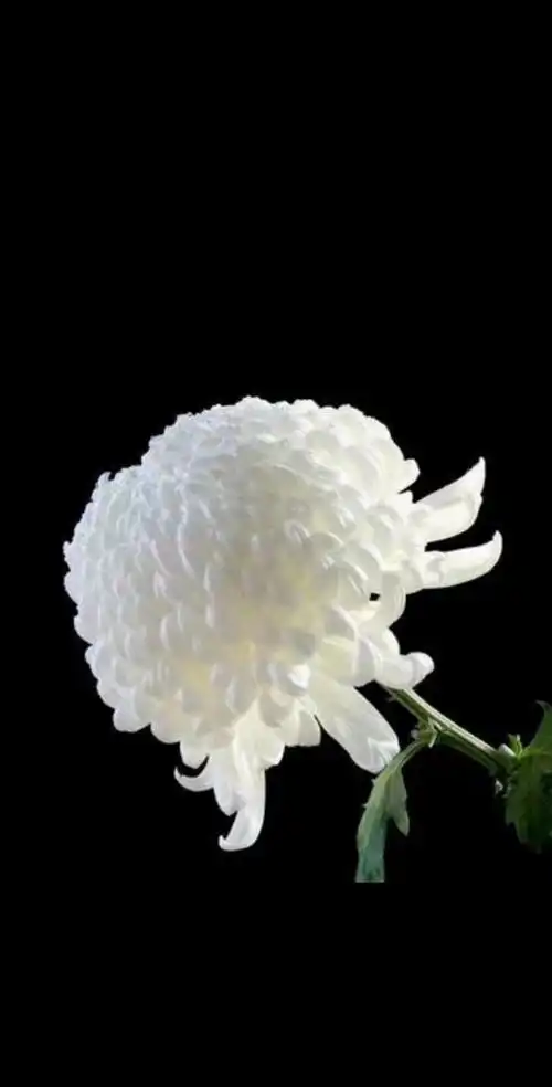 对死者哀悼的表情包,逝者安息表情包-图片大观-奇异网