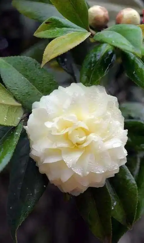 漂亮的山茶花壁纸