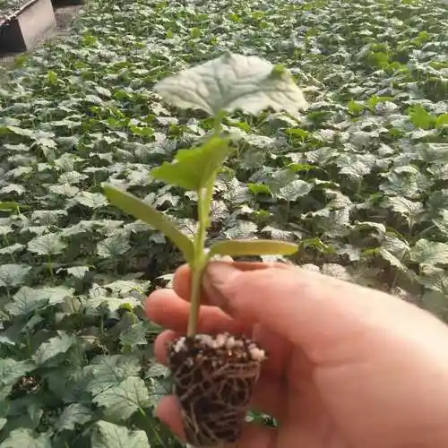 丝瓜苗长丝瓜一级苗精品改良中绿丝瓜