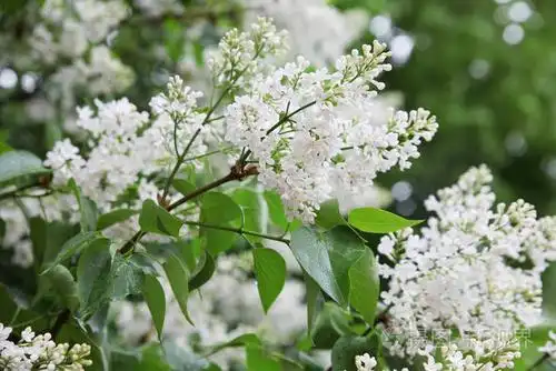 一朵盛开的白色紫丁香的枝条,在模糊的绿色花园的背景下雨后