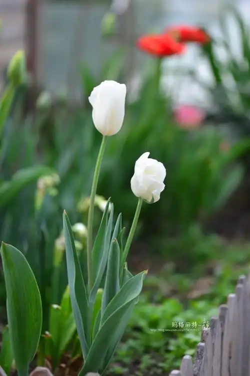 植物笔记:我是多么喜欢白色郁金香啊