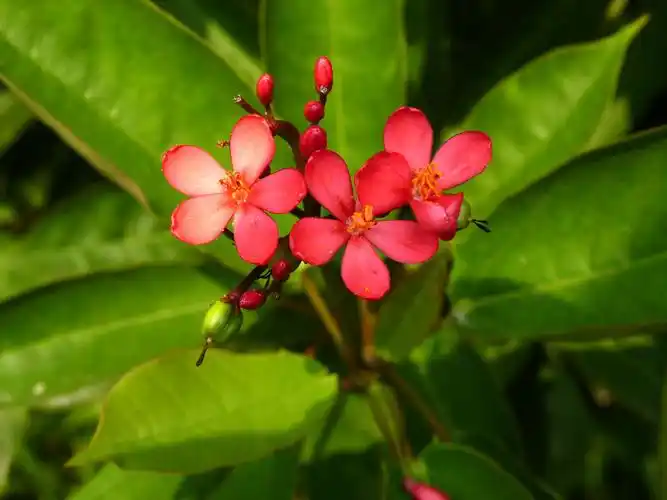 形似樱花,花开常艳丽,其名也叫琴叶珊瑚