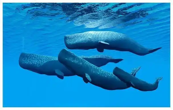 常常只听见"鲸鱼"这个名字,那世界上的"鲸"都有什么种类呢?