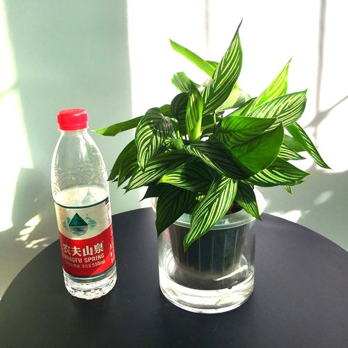 青纹茱萸盆栽绿植小型花卉净化空气水培植物北京送货观叶简单好养