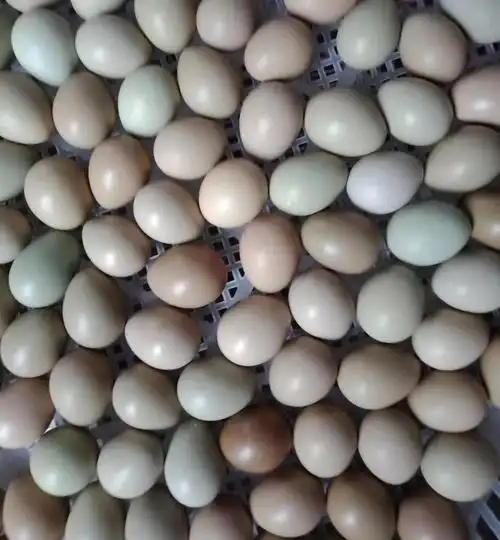 七彩山鸡种蛋受精率高可孵化黑化孔雀蓝山鸡蛋出壳苗健壮破损包赔