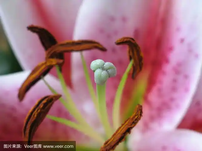 仅一朵花,特写,花冠,萼片,水平画幅