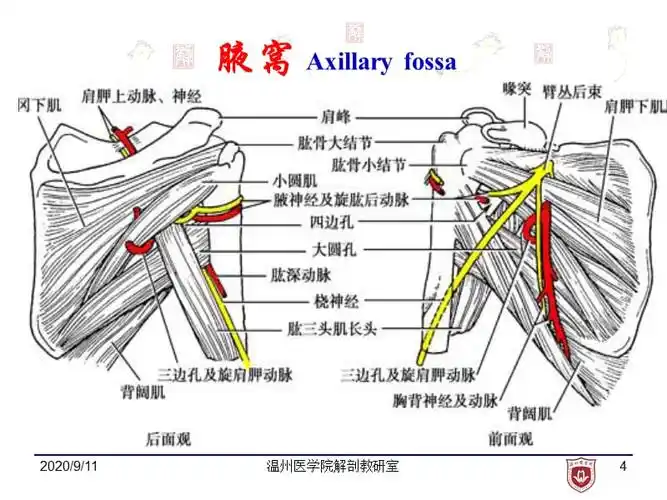 局部解剖学教学课件4腋窝