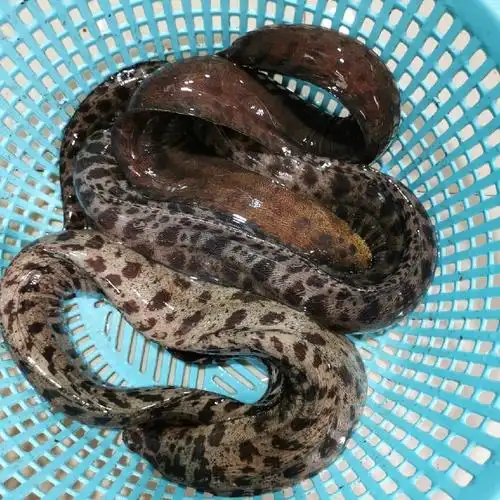 鳗鱼鲜活一斤金钱鳗豹纹海鳝鱼海钱鳗鱼薯鳗石日本鳗鱼