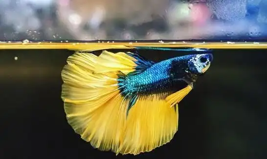 斗鱼跳缸的原因及解决办法你知道吗