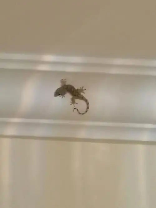 图1:由于之前没有关纱窗意识,9月22日在家发现的壁虎,人生中第一次