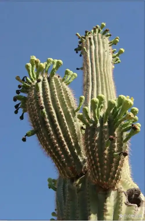 仙人掌科 第52季 印第安人的宗教与仙人掌2