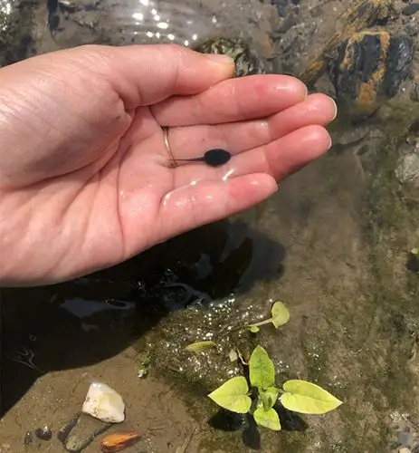 一群可爱的小蝌蚪,儿时的记忆!