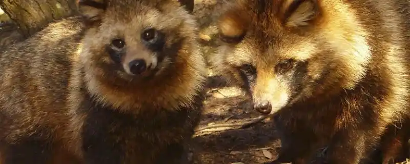 狗狸是保护动物吗