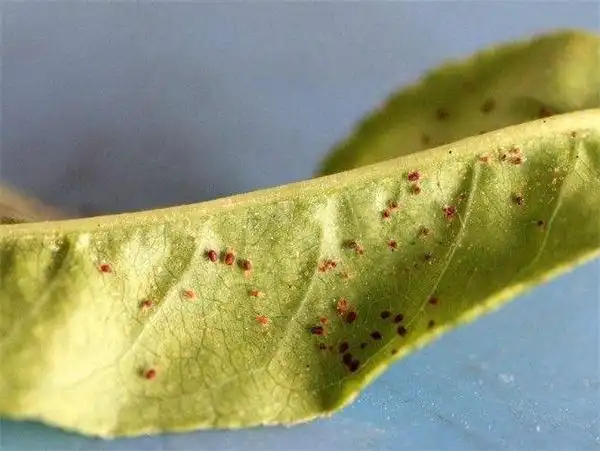 桃树红蜘蛛防治措施