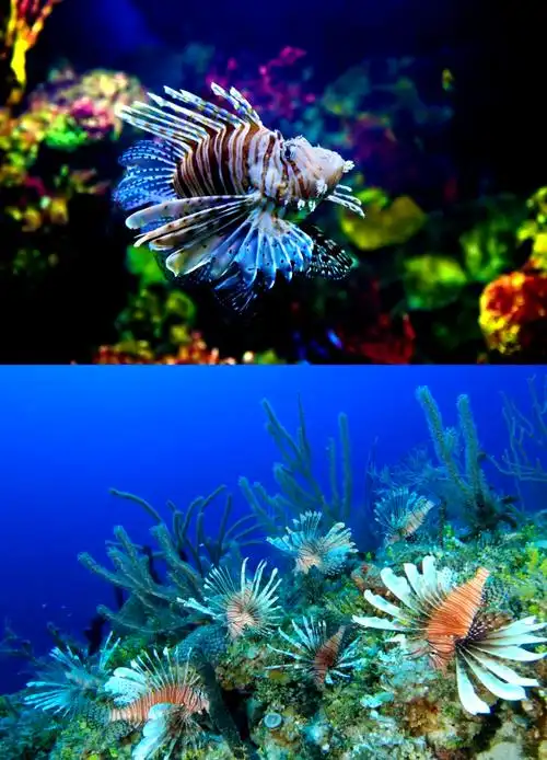 🐟狮子鱼:美丽却危险的入侵者🌊