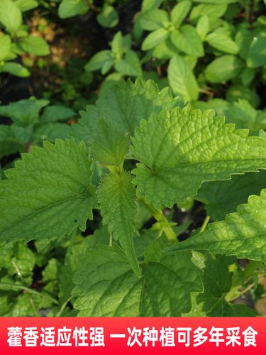 藿香种子药材种子新产藿香种籽可食用解暑霍香正气香草种子多年生
