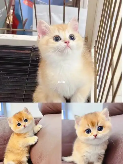 可爱金渐层 英短金渐层 白菜价 找新家93