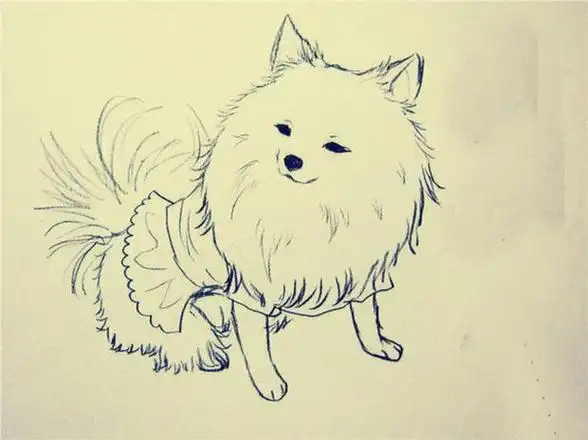 可爱的博美犬简笔画图片