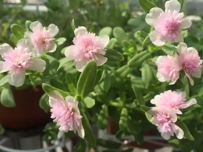 阔叶太阳花"粉重楼"—花型似芙蓉,好看又好养,三季有花开_腾讯新闻