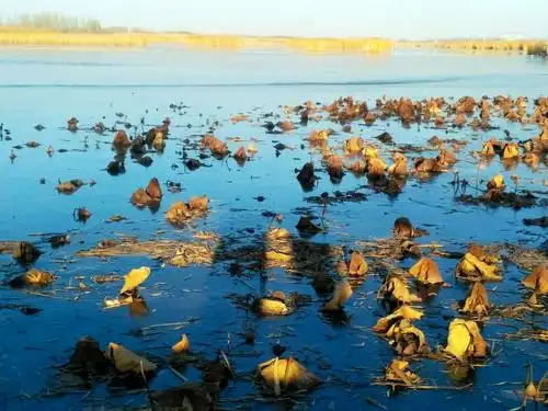 鹤泉湖现在以成为国家湿地公园