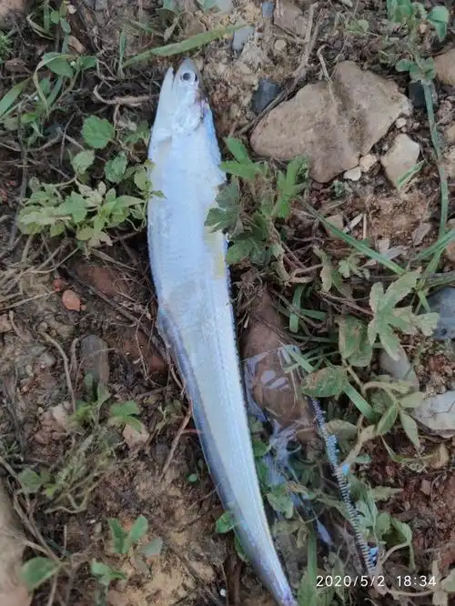 这是什么鱼!嘴巴尖尖尾巴细小!