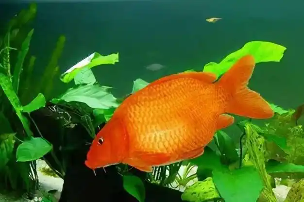 近期热炒的荷包鲤鱼原来只是某地区人工养殖的一种食用鱼