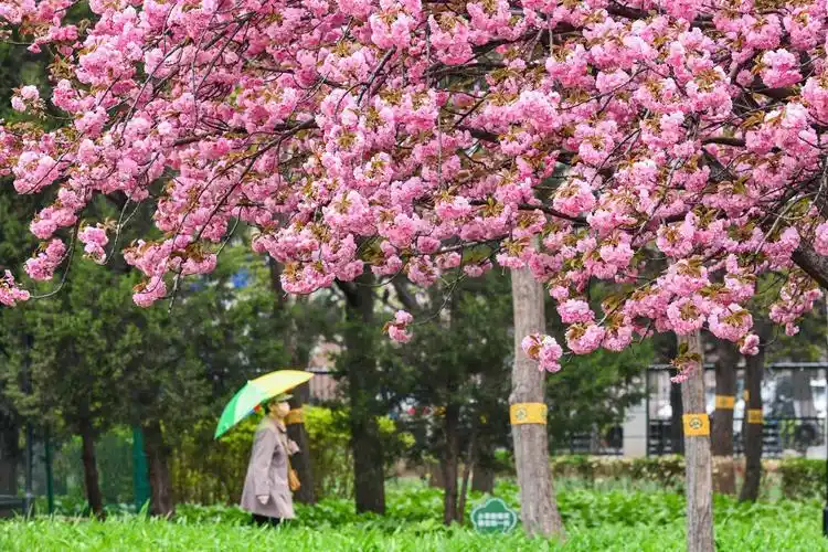 春风花草香方庄体育公园春景如画