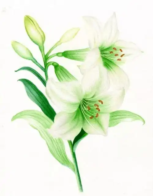 彩铅花卉临摹 | 彩铅画百合花,清新淡雅,就是这么美!_版权_过程_图文