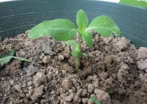 向日葵成长记503郑迪文13号