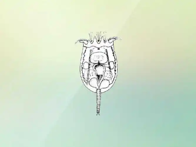 小巧轮虫,简单来了解