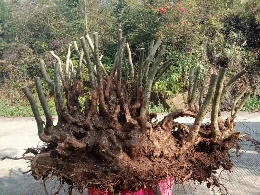 映山红老桩,桩型漂亮