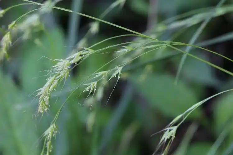 庆元植物1205-禾本科-羊茅属-小颖羊茅