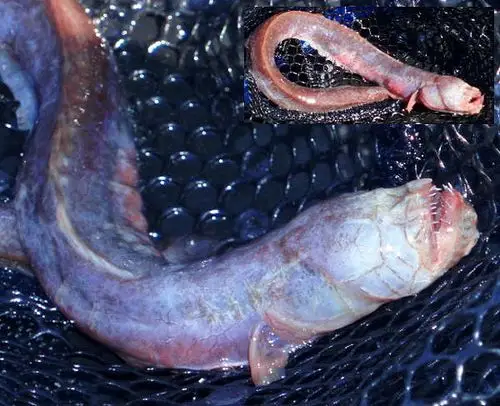 须鳗虾虎鱼以小鱼,小虾为主,虽然长得像外星生物,很有侵略性,但它本身