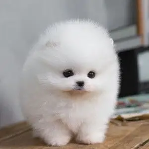 【宠物活体迷你可爱图片】宠物活体迷你可爱图片大全_好便宜网