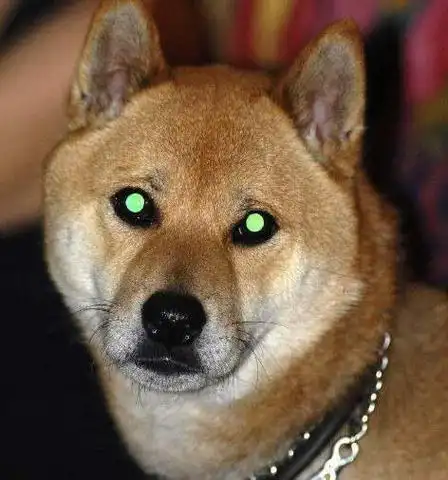 蓝眼睛的狗是什么品种(蓝眼睛的猫是什么品种)-警犬训练器材厂家