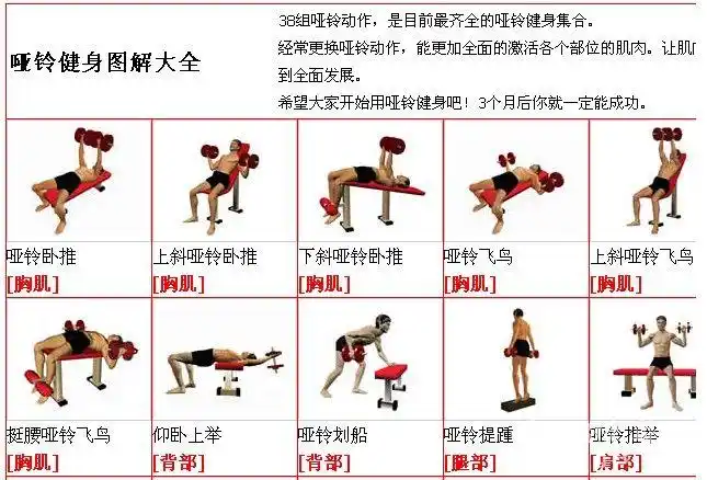哑铃锻炼方法图解 - 哑铃动作分析 - 家庭健身论坛 - powered by