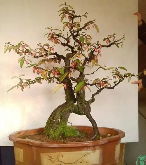 家有羊奶子盆景,尽窥小世界的大风光!