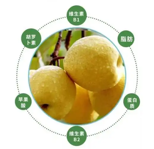 全身都是宝,功效各不同